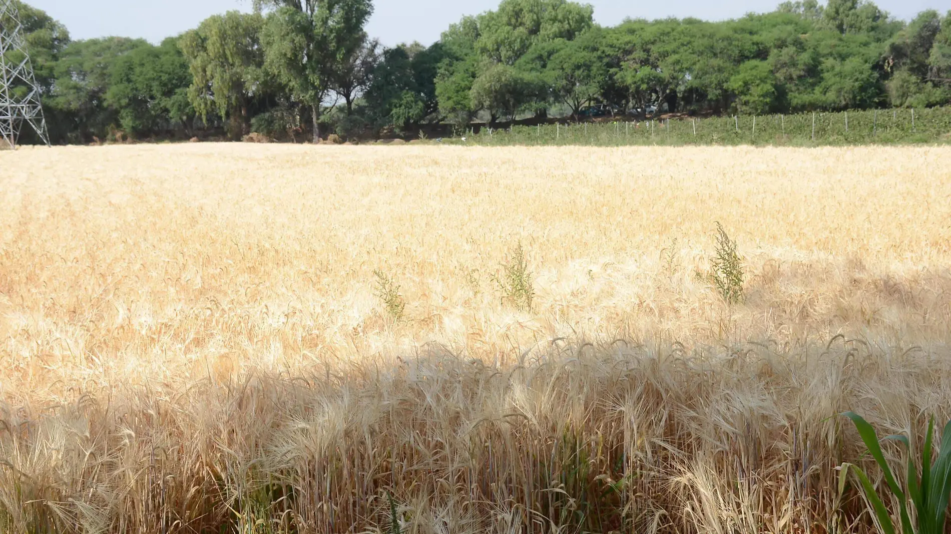 La superficie para producir cebada en San Juan del R_o y Pedro Escobedo se redujo.